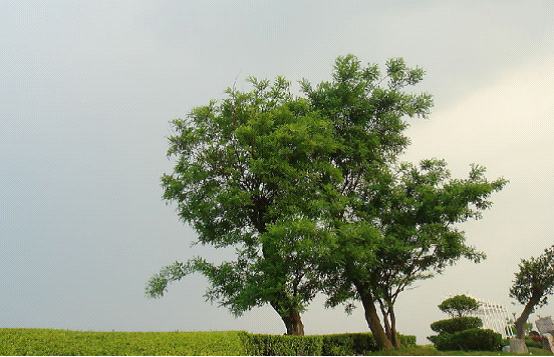 ƺְ